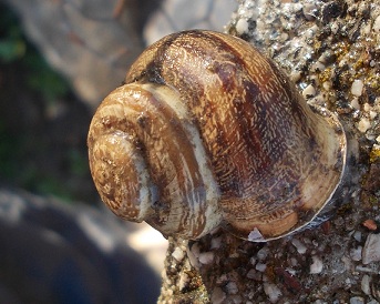 Eobiana vermiculata con difetto ?